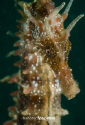 Seahorse by Francesco Pacienza 